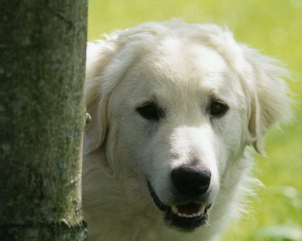 Kuvasz History