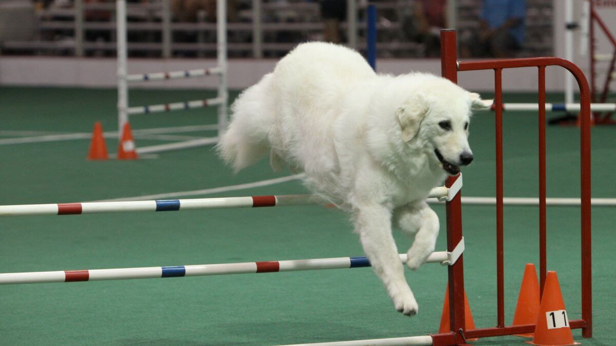 Kuvasz History