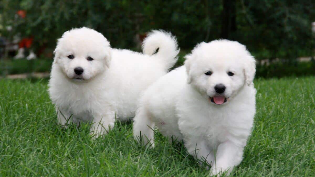 Two Kuvasz puppies in the yard.