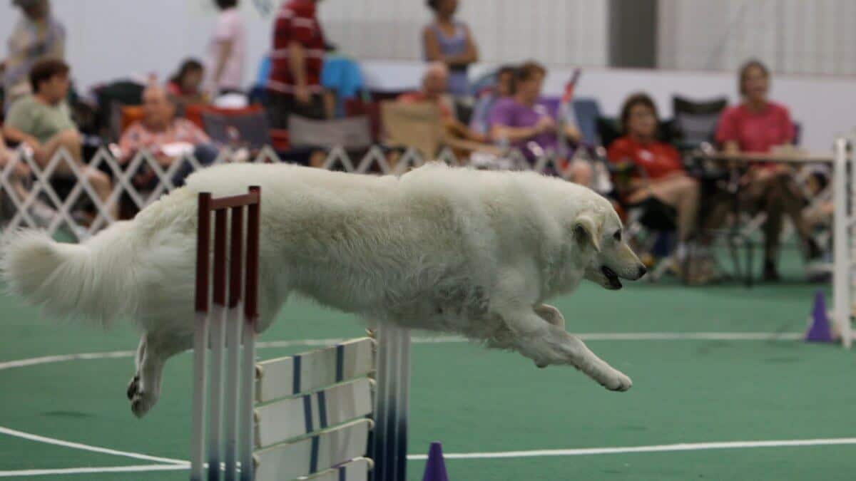 Kuvasz History