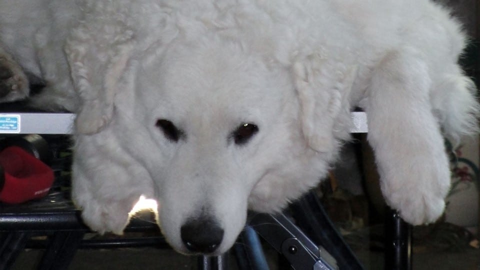 Living with Kuvasz