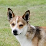 Norwegian Lundehund standing on a green grass lawn