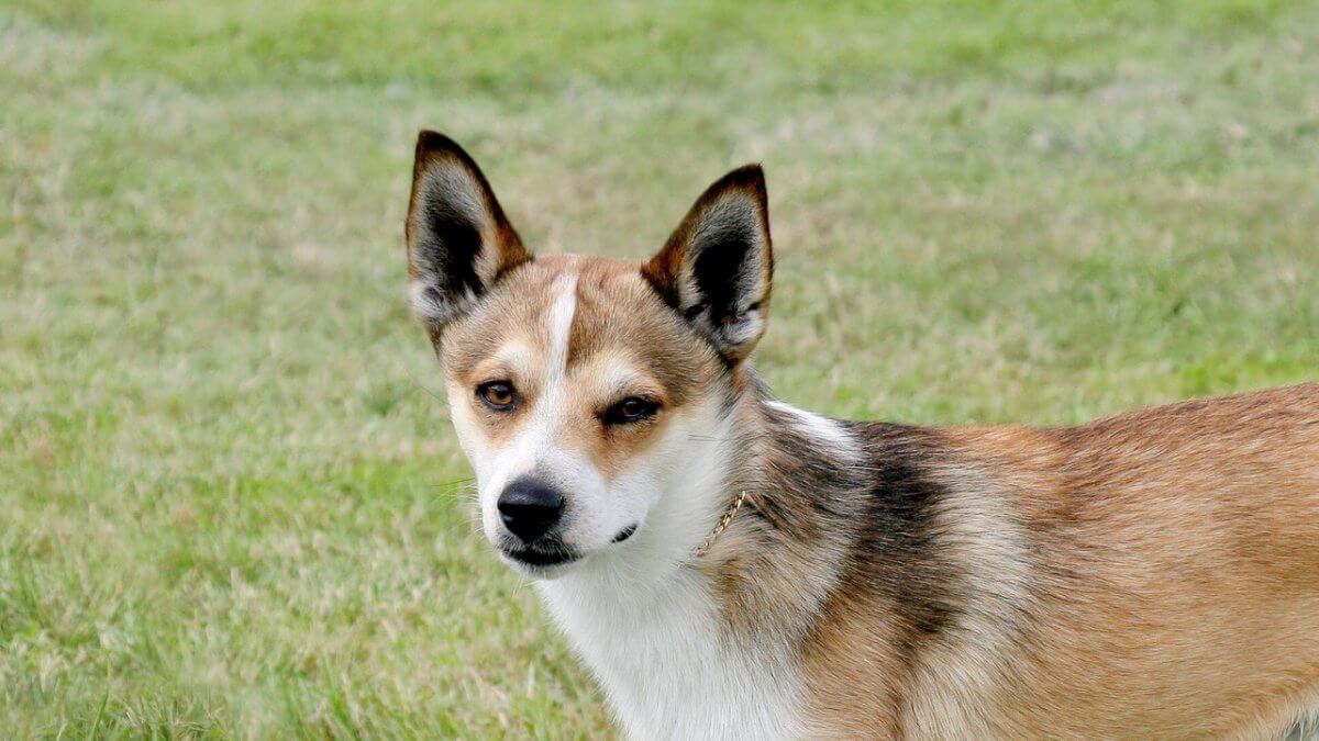 Norwegian Lundehund standing on a green grass lawn