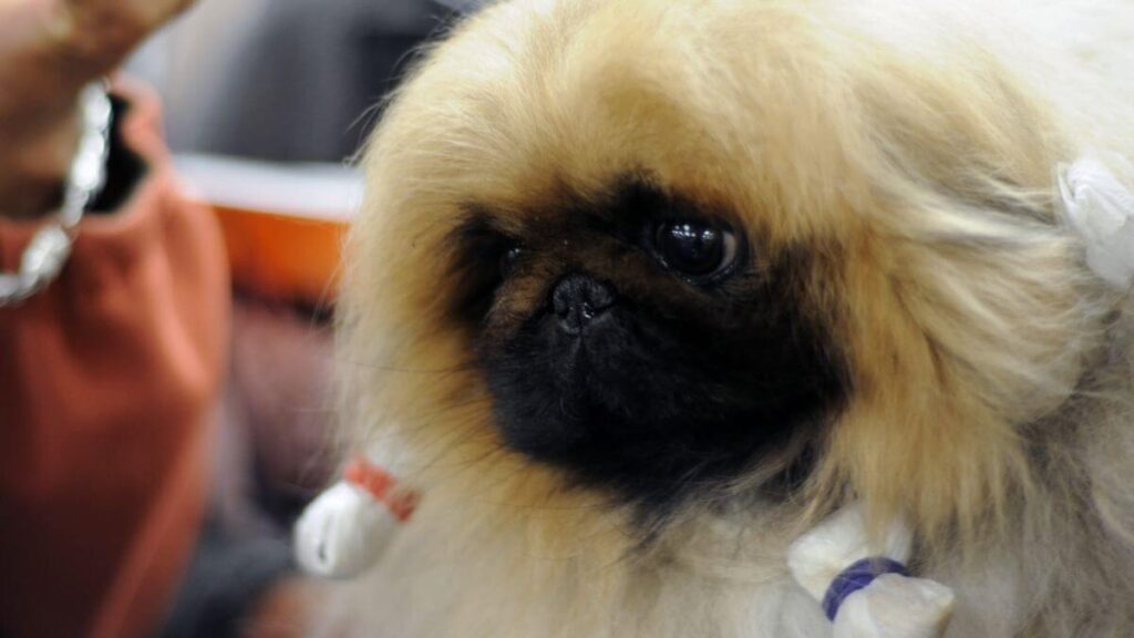 Pekingese