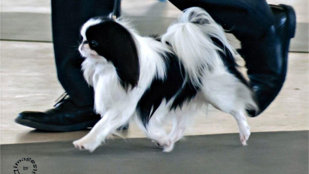 Japanese Chin in the dog show ring.