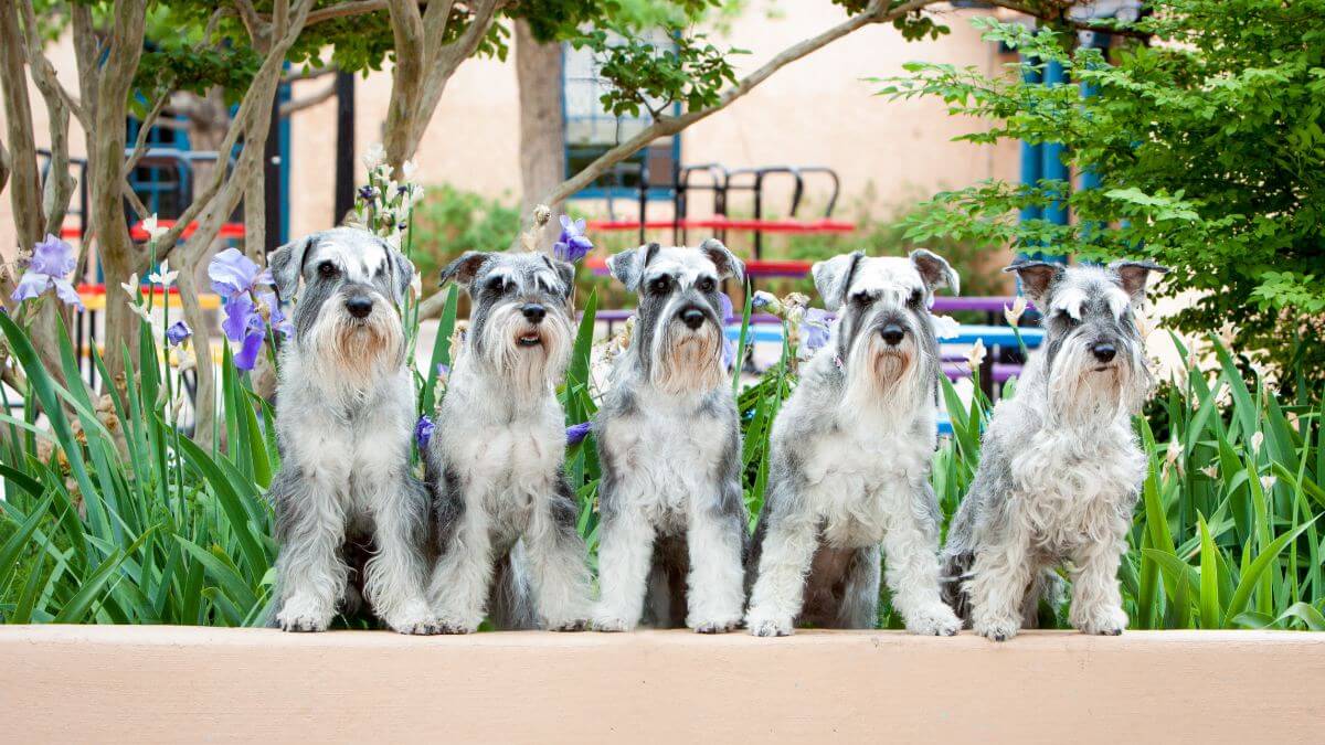 5 Standard Schnauzers sitting in front of flowers.