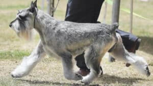 Standard Schnauzer