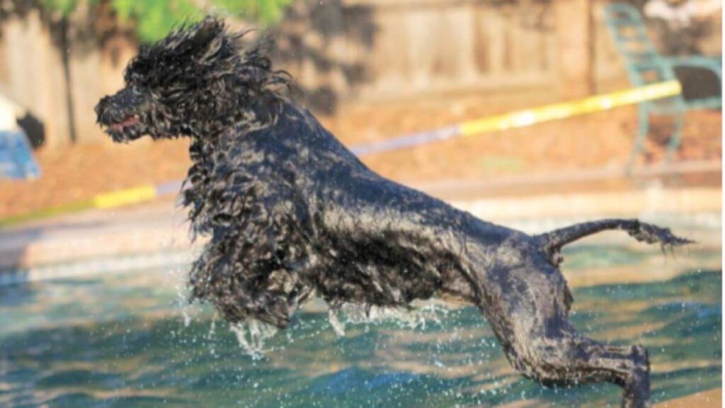 Portuguese Water Dog