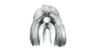 Illustration of Shih Tzu's head.