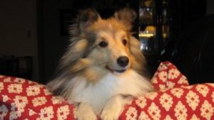 Shetland Sheepdog