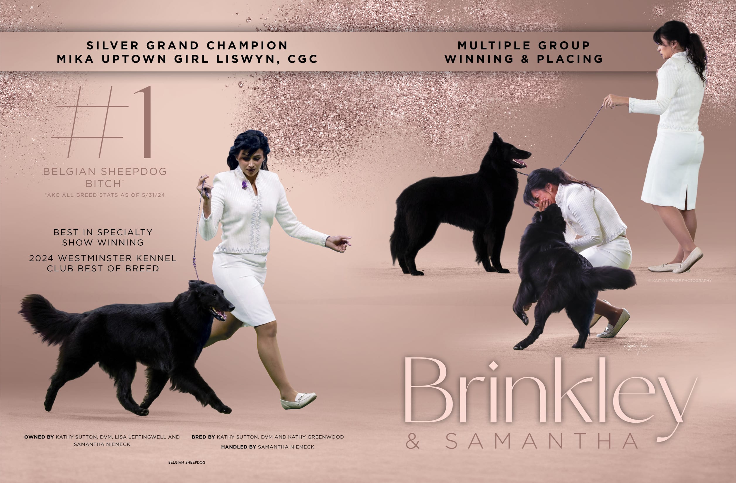 Showsight Magazine Dog Shows & Show Dogs News & Info