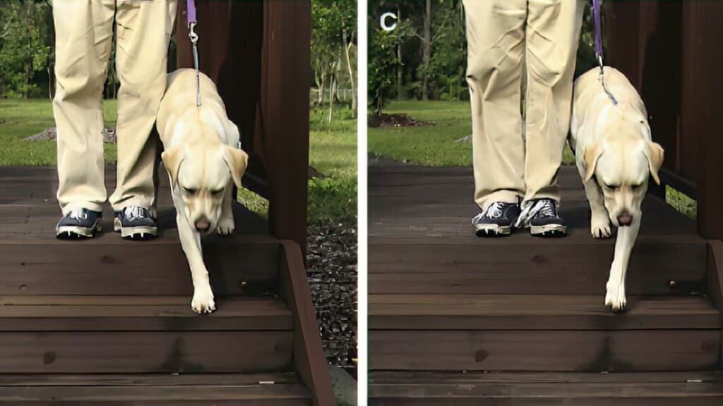 Dog showing (B) right paw preference and (C) left paw preference. Test is performed with the handler on both sides of the dog.