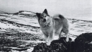 Black and white photo of an Icelandic Sheepdog