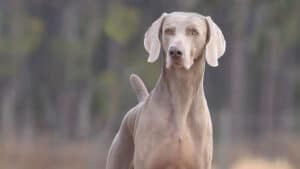 Weimaraner