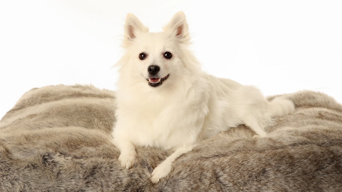 Portrait of a Volpino italiano dog facing the camera