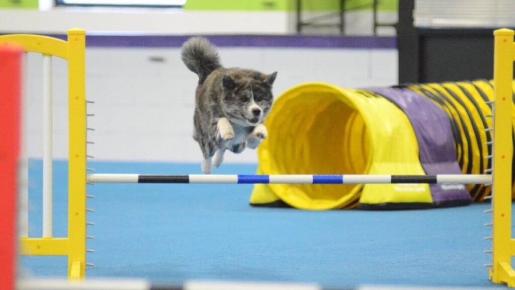 Japanese Akitainu