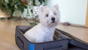 A white terrier dog was going on vacation or a trip and got into a bag, suitcase