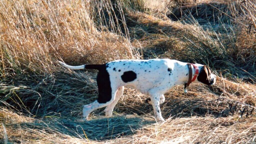 Pointer in the field.