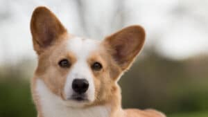 Close-up head photo of a Cardigan Welsh Corgi.