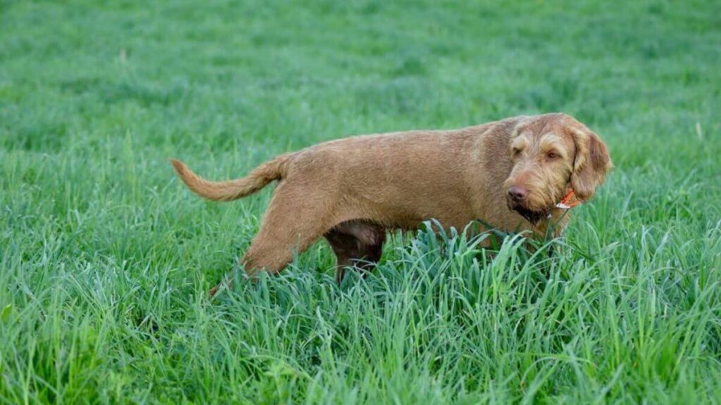 Size photo of a Wirehaired Vizsla in standing in medium sized grass