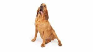 A funny large adult Bloodhound dog sitting with tongue hanging out of his mouth