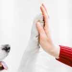 Border Collie giving a high five to a woman. Concept of trust and partnership between owner and dog