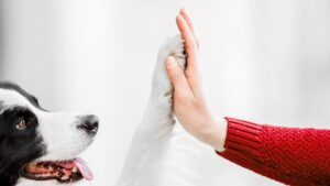 Border Collie giving a high five to a woman. Concept of trust and partnership between owner and dog