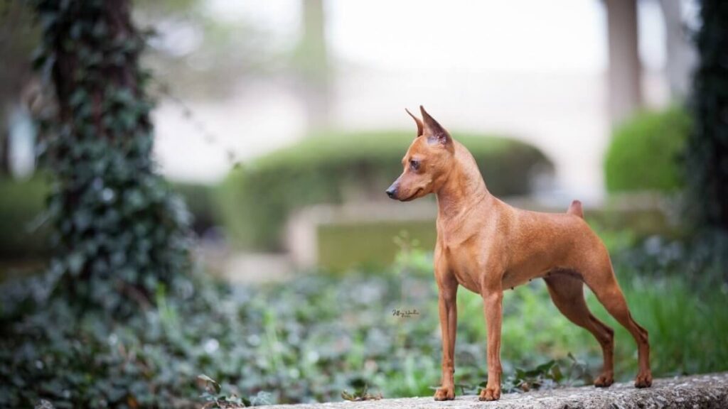 Miniature Pinscher