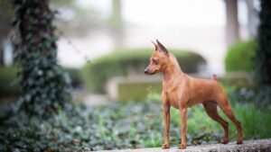 Miniature Pinscher