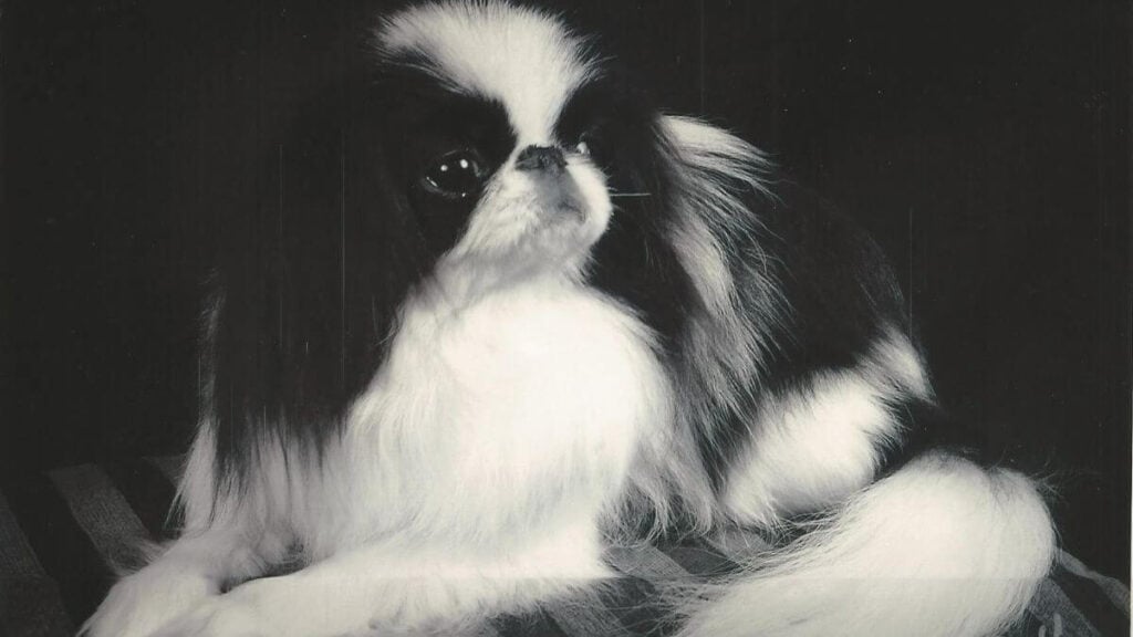 Japanese Chin
