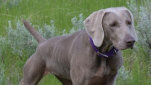 Weimaraner in the field.