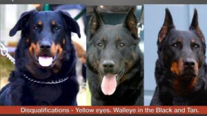 Beauceron