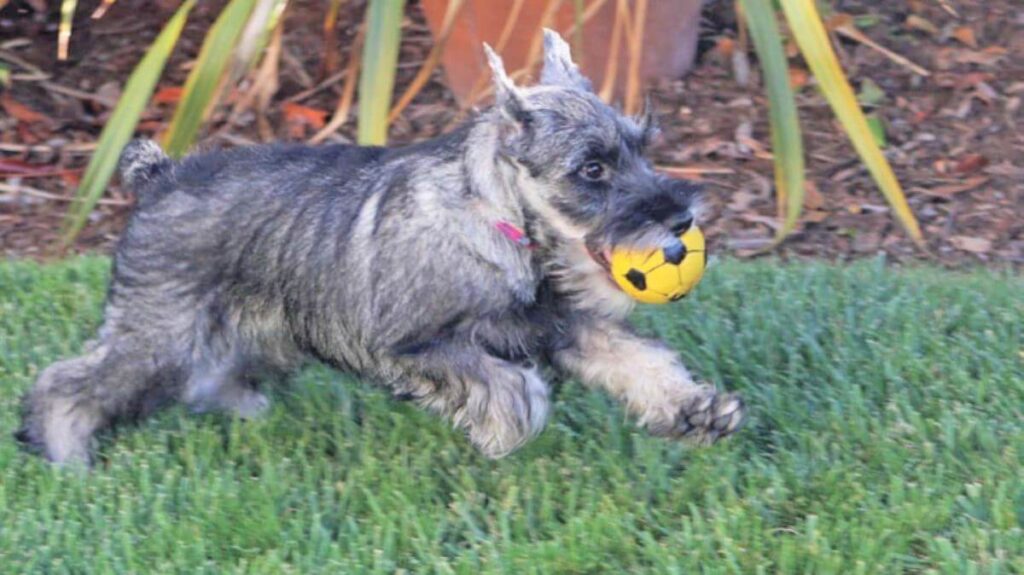 Standard Schnauzer
