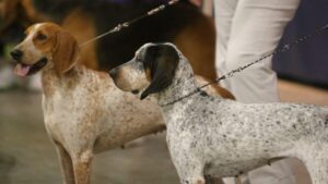 American English Coonhound