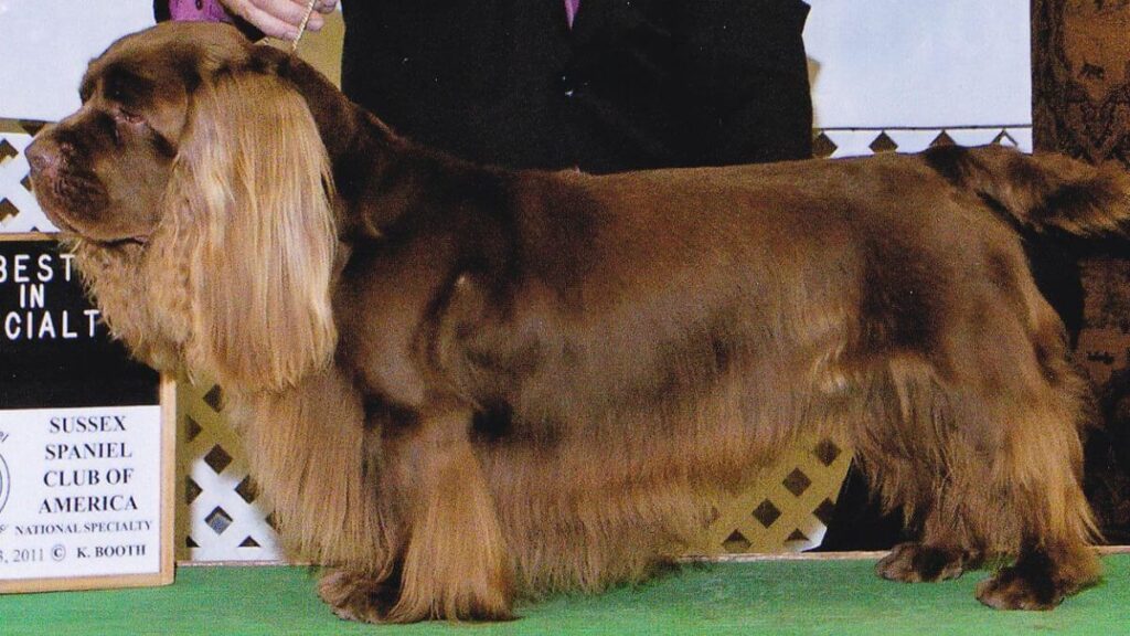 Judging the Sussex Spaniel