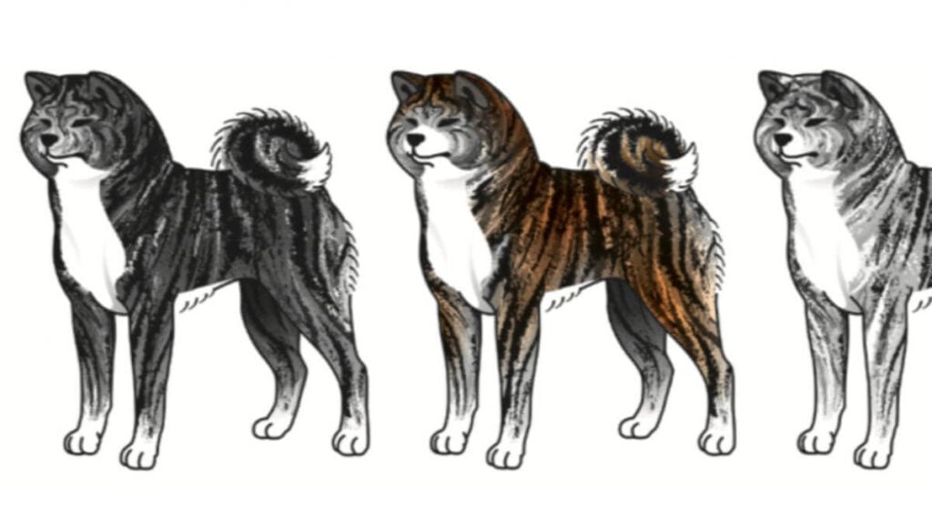 Japanese Akitainu