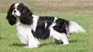 Cavalier King Charles Spaniel