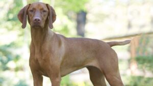 Vizsla