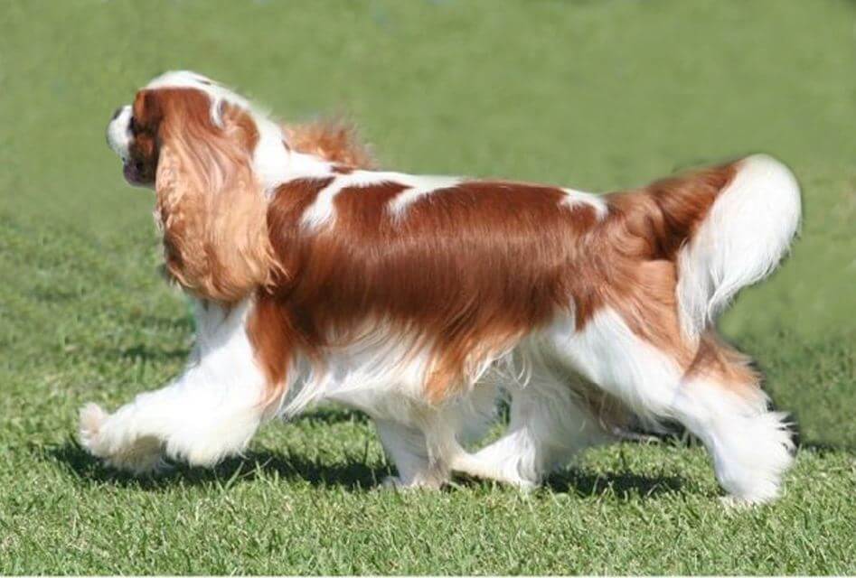 Judging Cavaliers