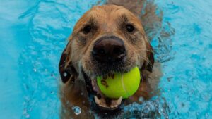 Playful labrador retriever dog splashing and playing with a yellow ball in a freshwater pool