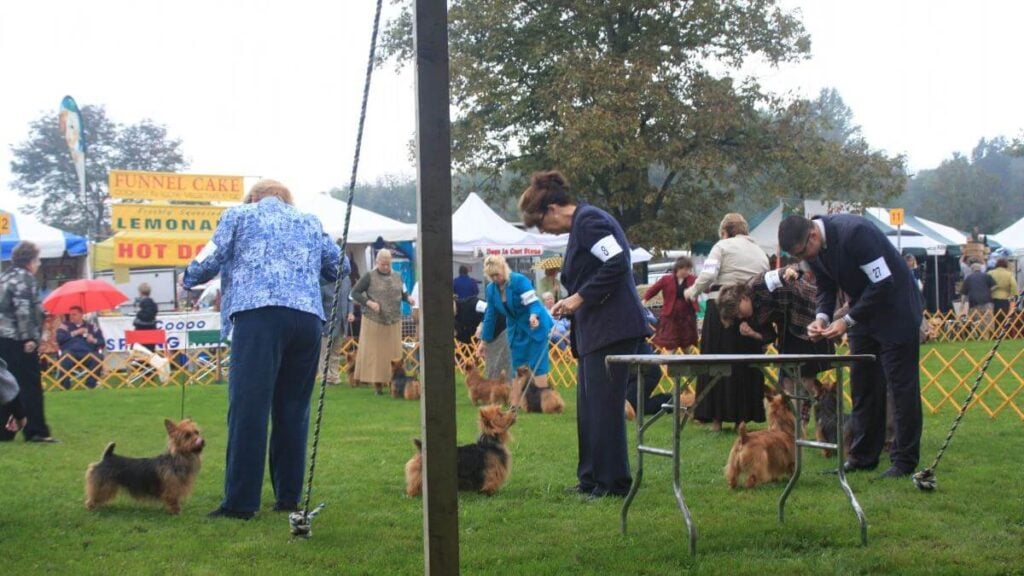 Australian Terrier