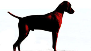 Illustration of a Vizsla