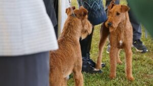 Two terrier dogs looking at each other, at a dog show.