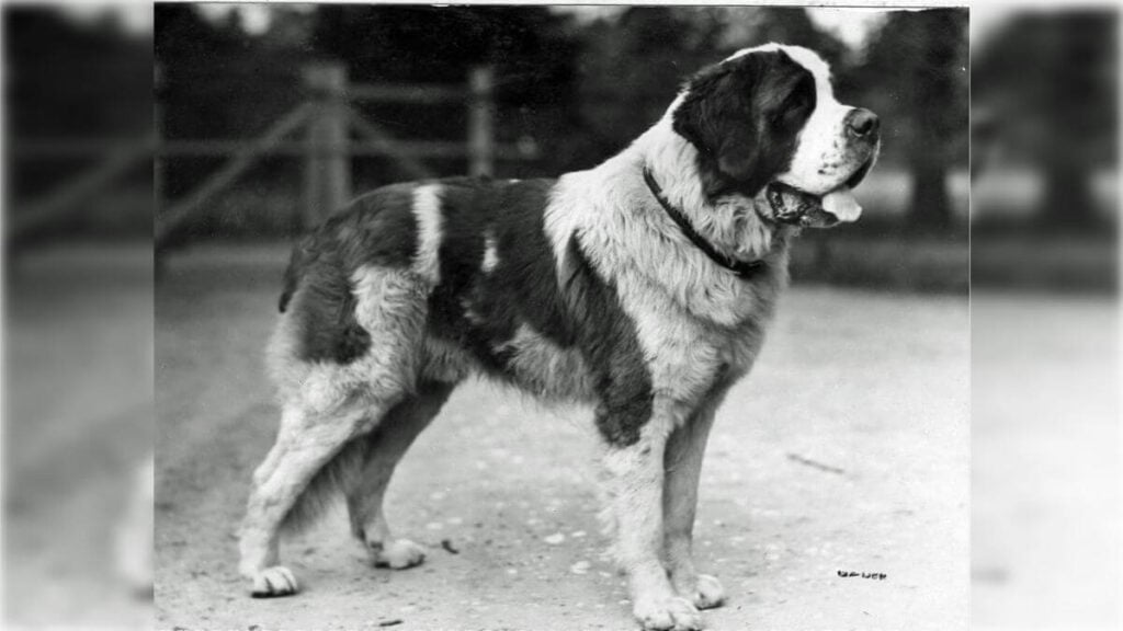 Saint Bernard