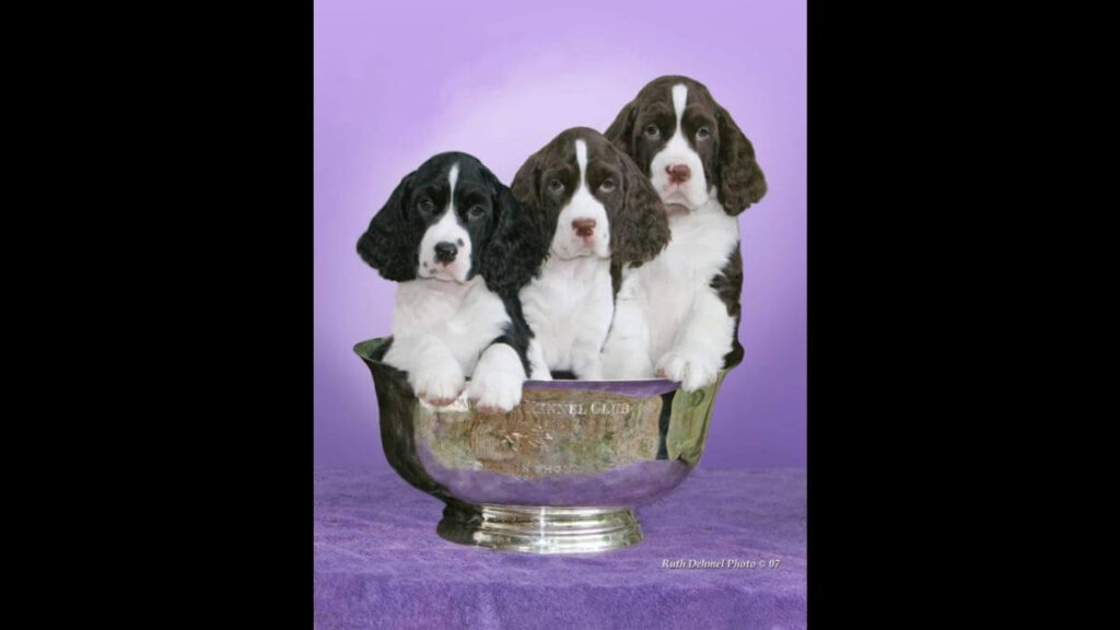 English Springer Spaniel