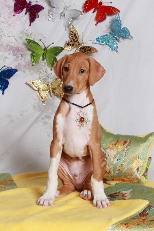 Azawakh puppy sitting on a bed.