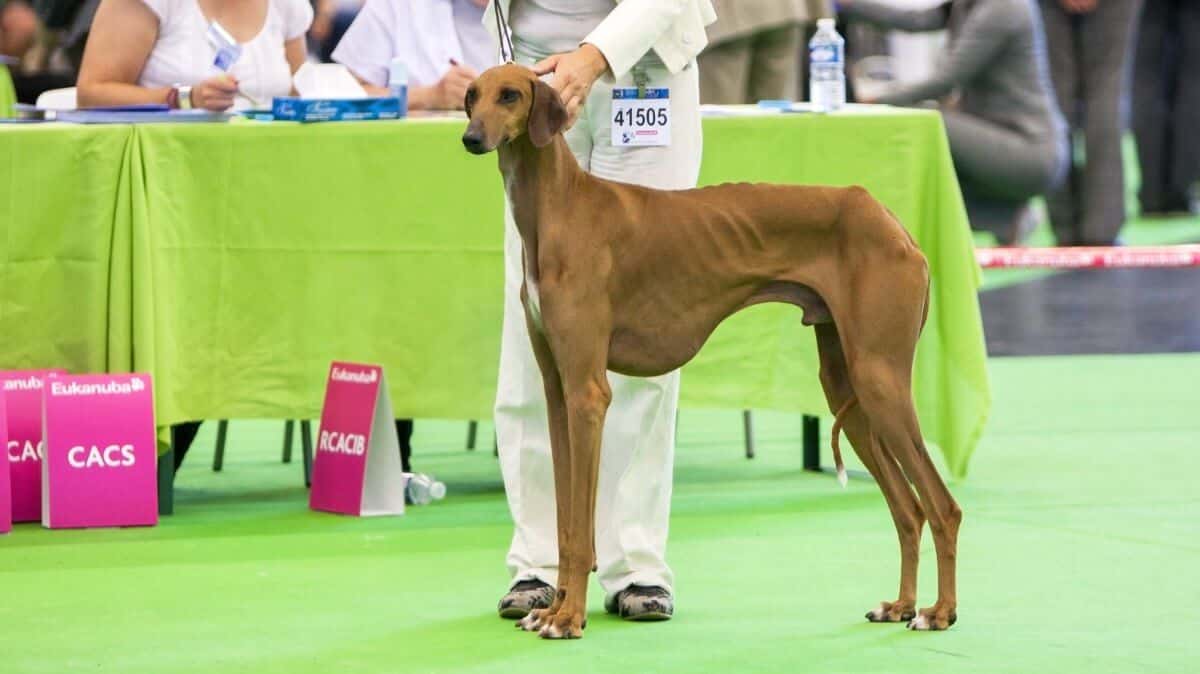 Azawakh Hound at dog show. July 8th, 2011 / Paris, France. Azawakh Hound (SWALAS SIMBA IJLIMAA) in the show ring at the World Dog Show 2011.