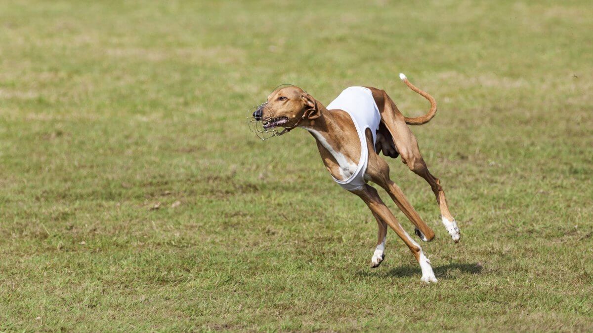 Azawakh hound running. Purebred Azawakh sight hound running at coursing race competition