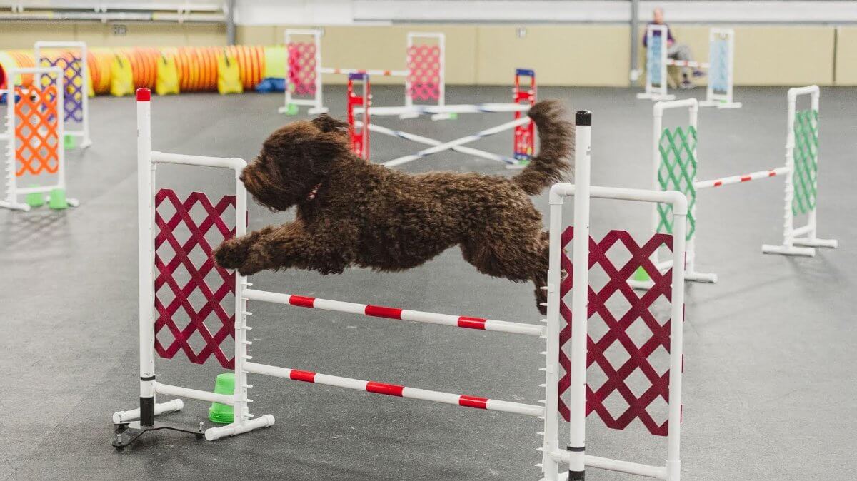 Barbet jumping over an obstacle in Agility trials