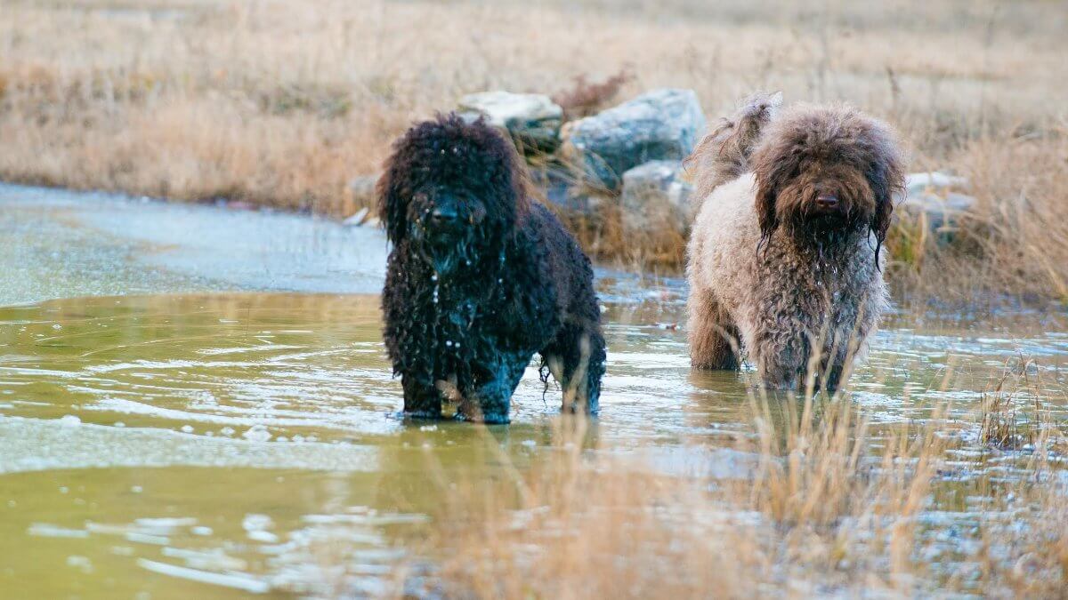 Two Barbet dogs standing in a pond.